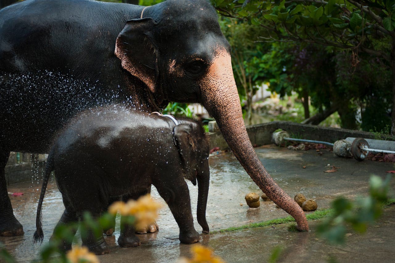 A mother Asian elephant and her calf enjoying a refreshing shower, water droplets sparkling as they play on a wet concrete enclosure surrounded by lush greenery.