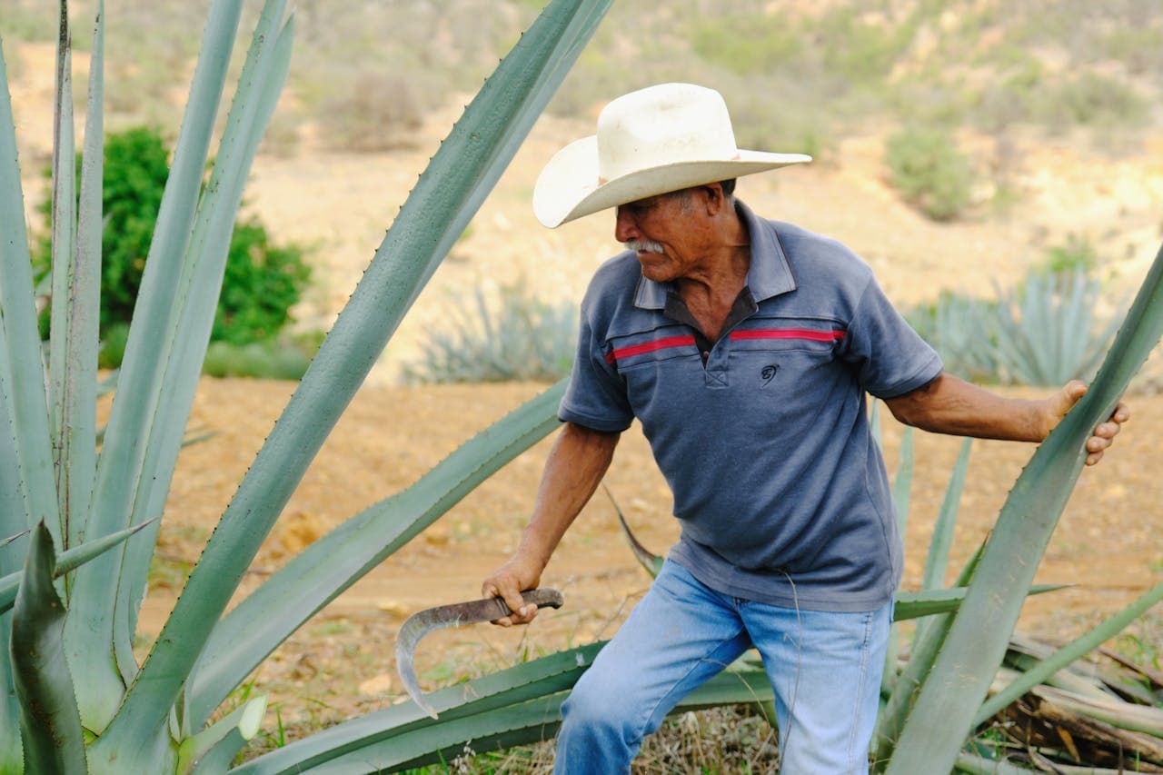 Farmer harvesting agave plants in a rural Mexican landscape wearing a cowboy hat and holding a machete.