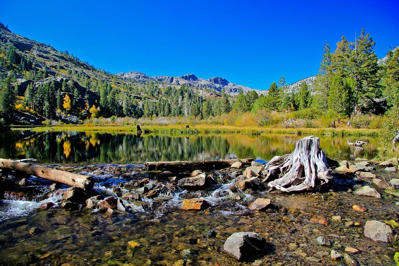 A serene lake with clear water, surrounded by evergreen trees and mountains under a bright blue sky, with a tree stump and rocks in the foreground.