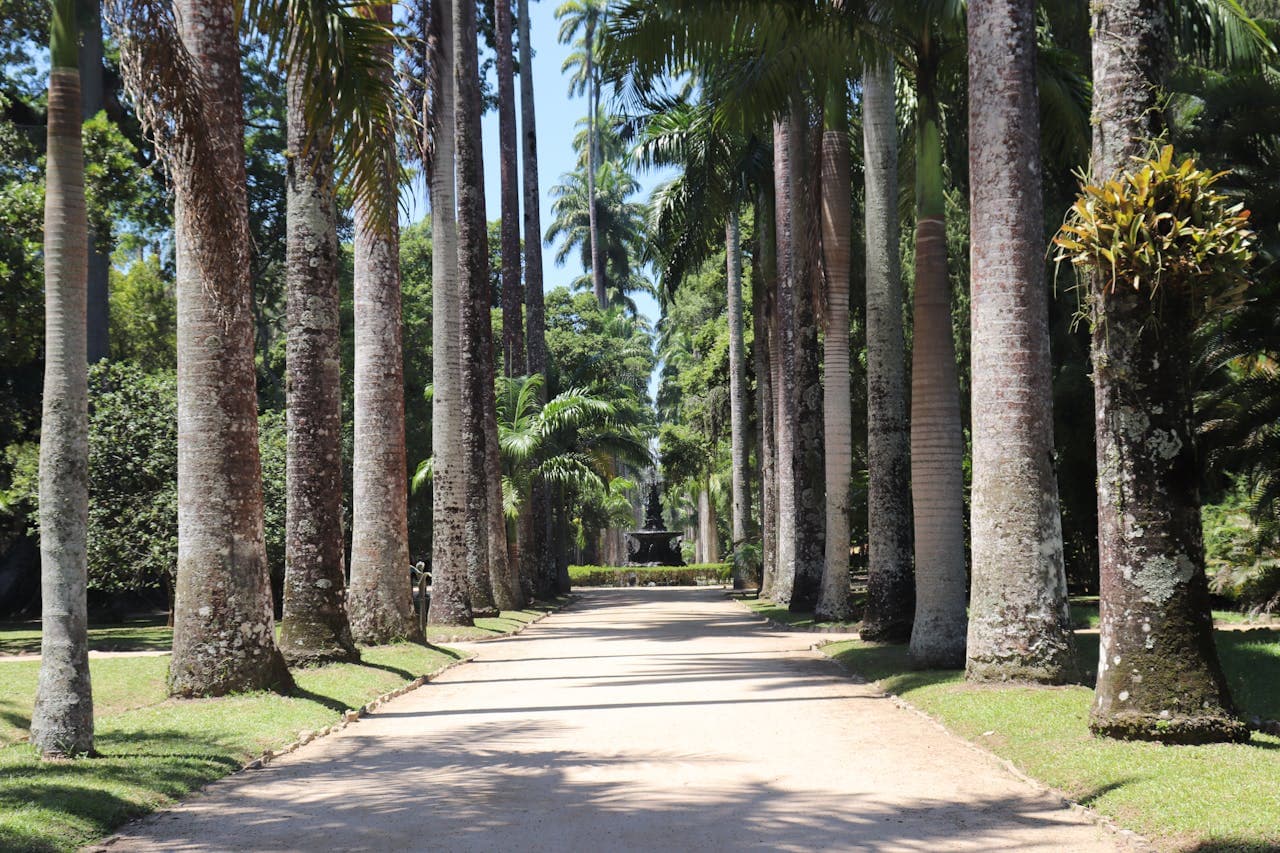 Sunlit promenade lined by towering Royal Palm trees leading to a central fountain at the Jardim Botânico in Rio de Janeiro, Brazil.
