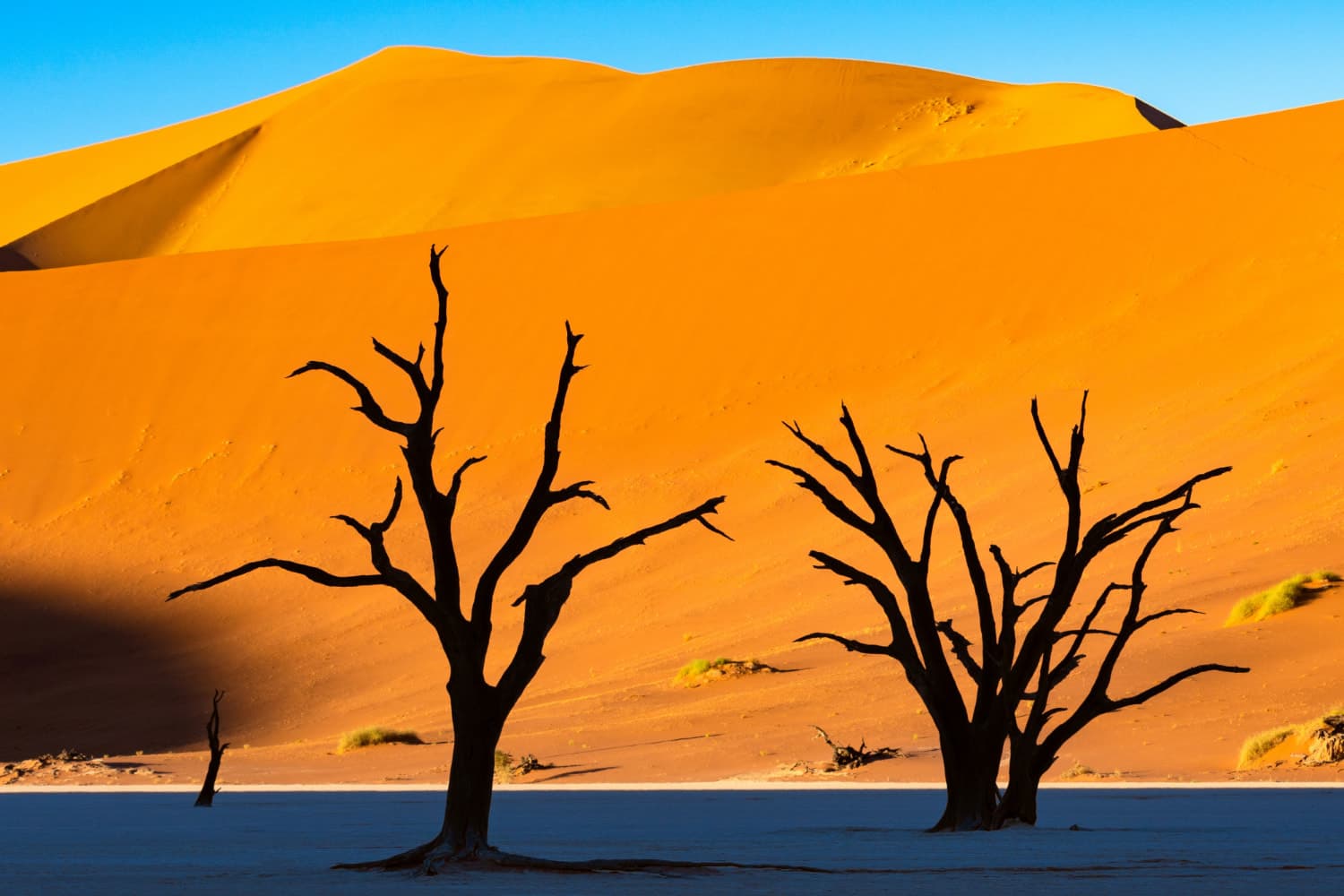 Dead camel thorn trees against orange dunes at Deadvlei, Namibia