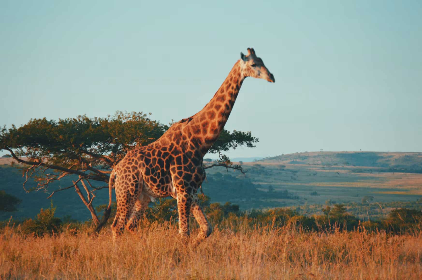 A giraffe walking through grassy savanna with trees and hills in the background under a clear blue sky.