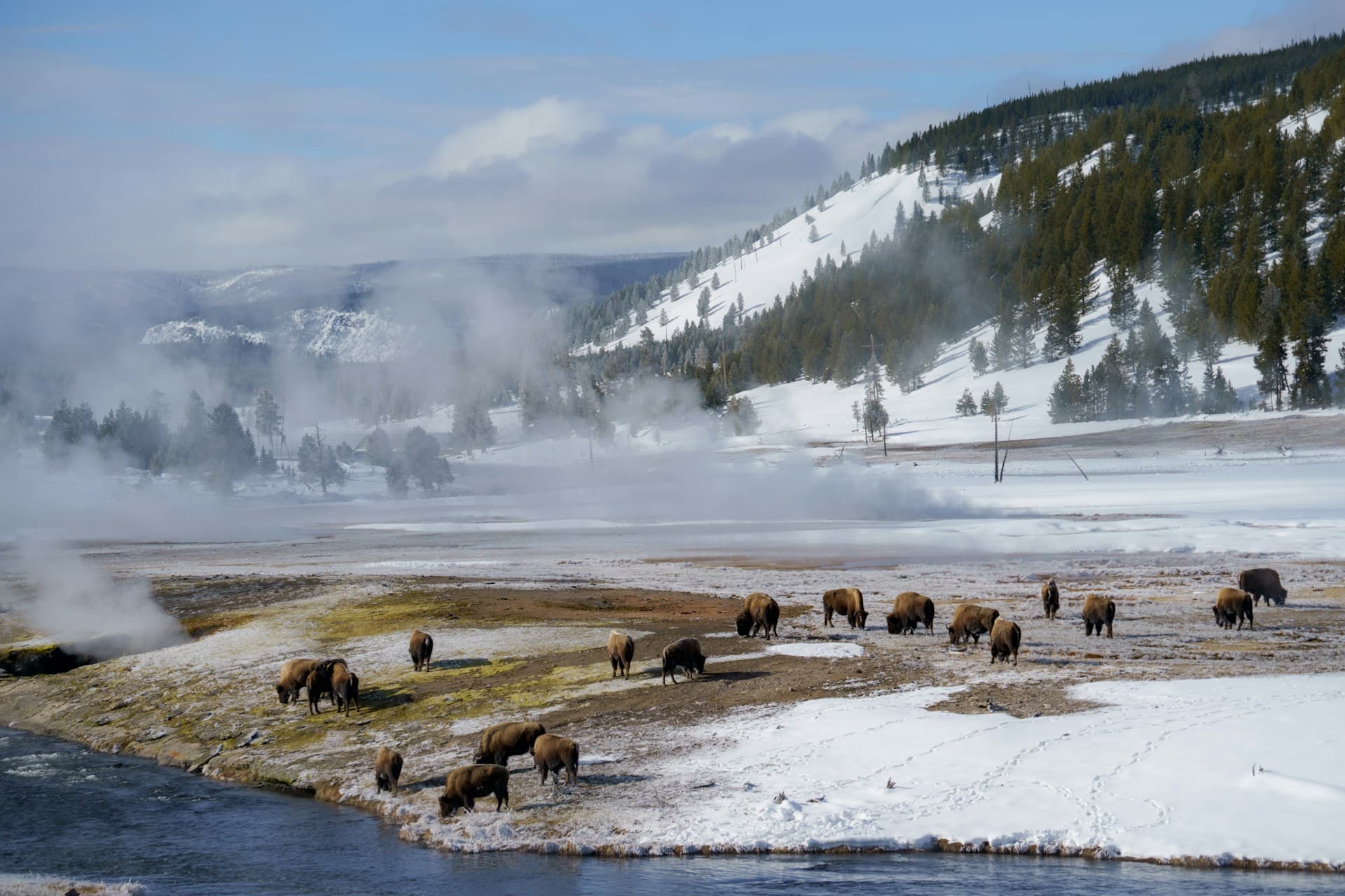 Bison herd grazing near steaming geothermal pools in Yellowstone National Park