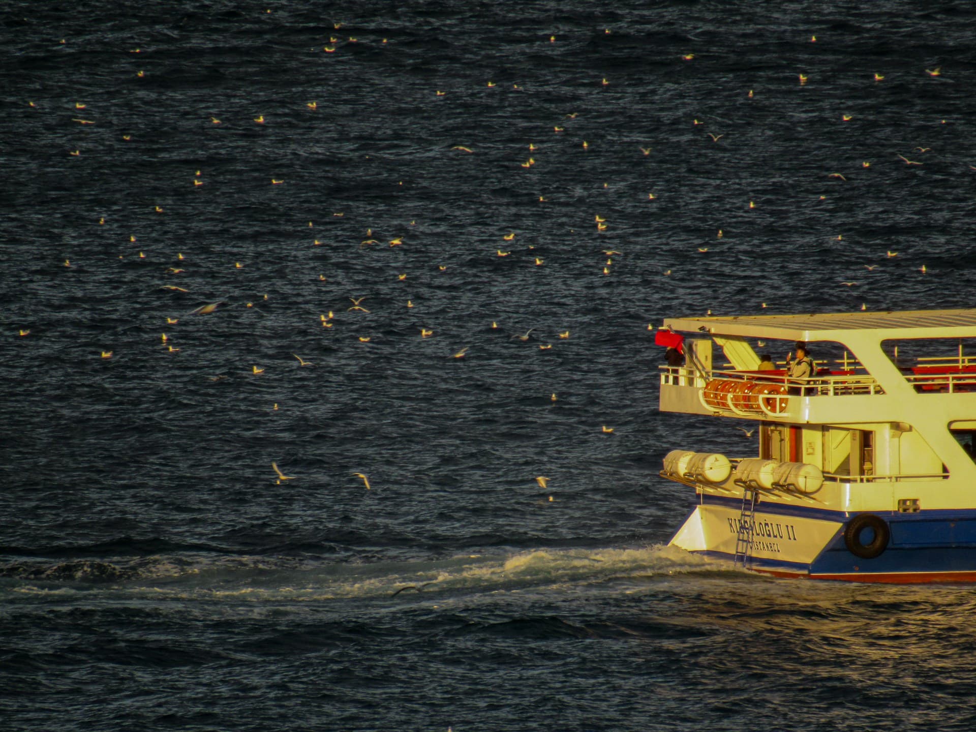 Yellow-white ferry stern cutting through dark sea, wake trailing, dozens of seagulls dotting the water.