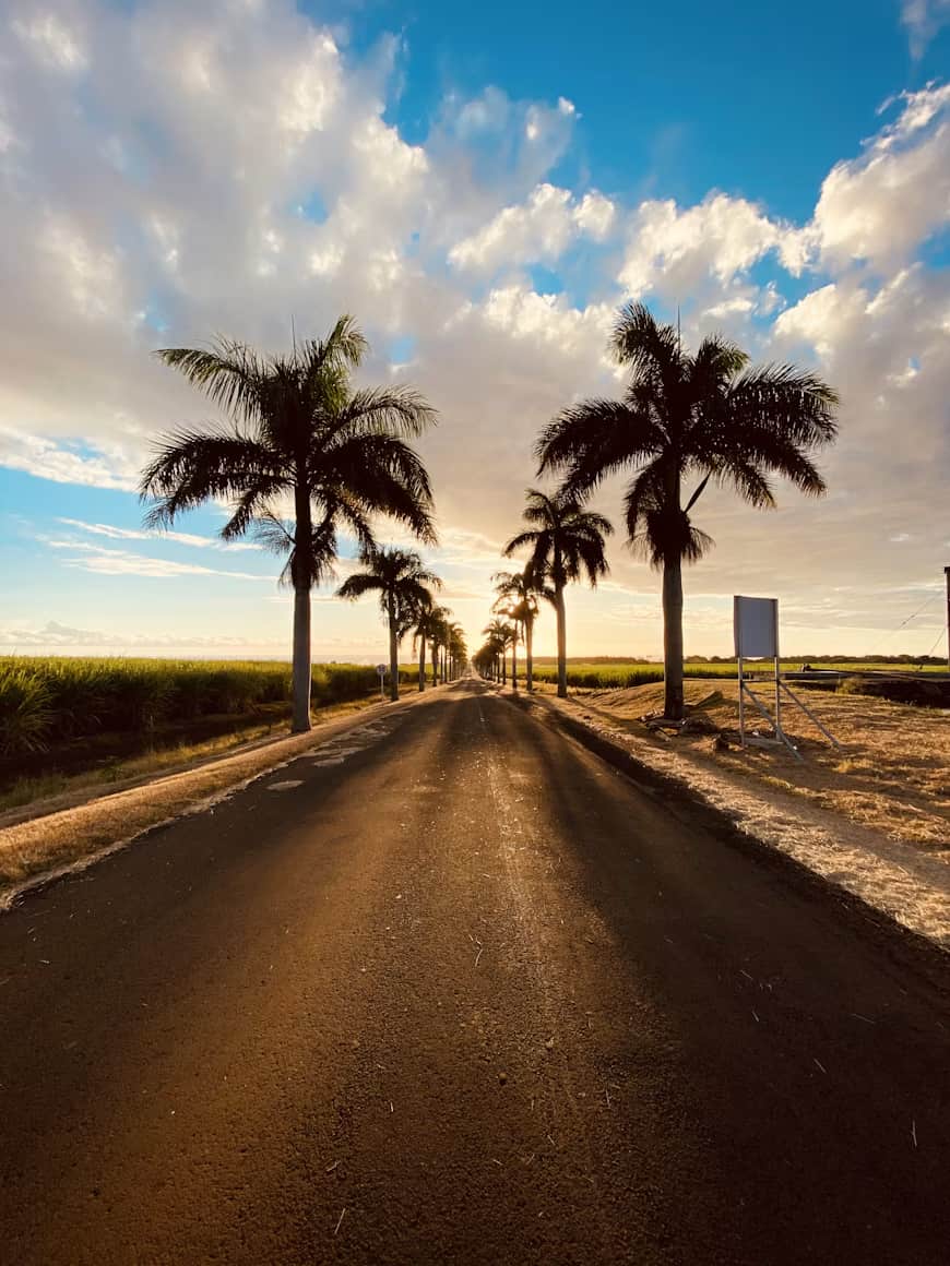 A sunlit road lined with palm trees stretches into the distance, under a blue sky with scattered clouds.