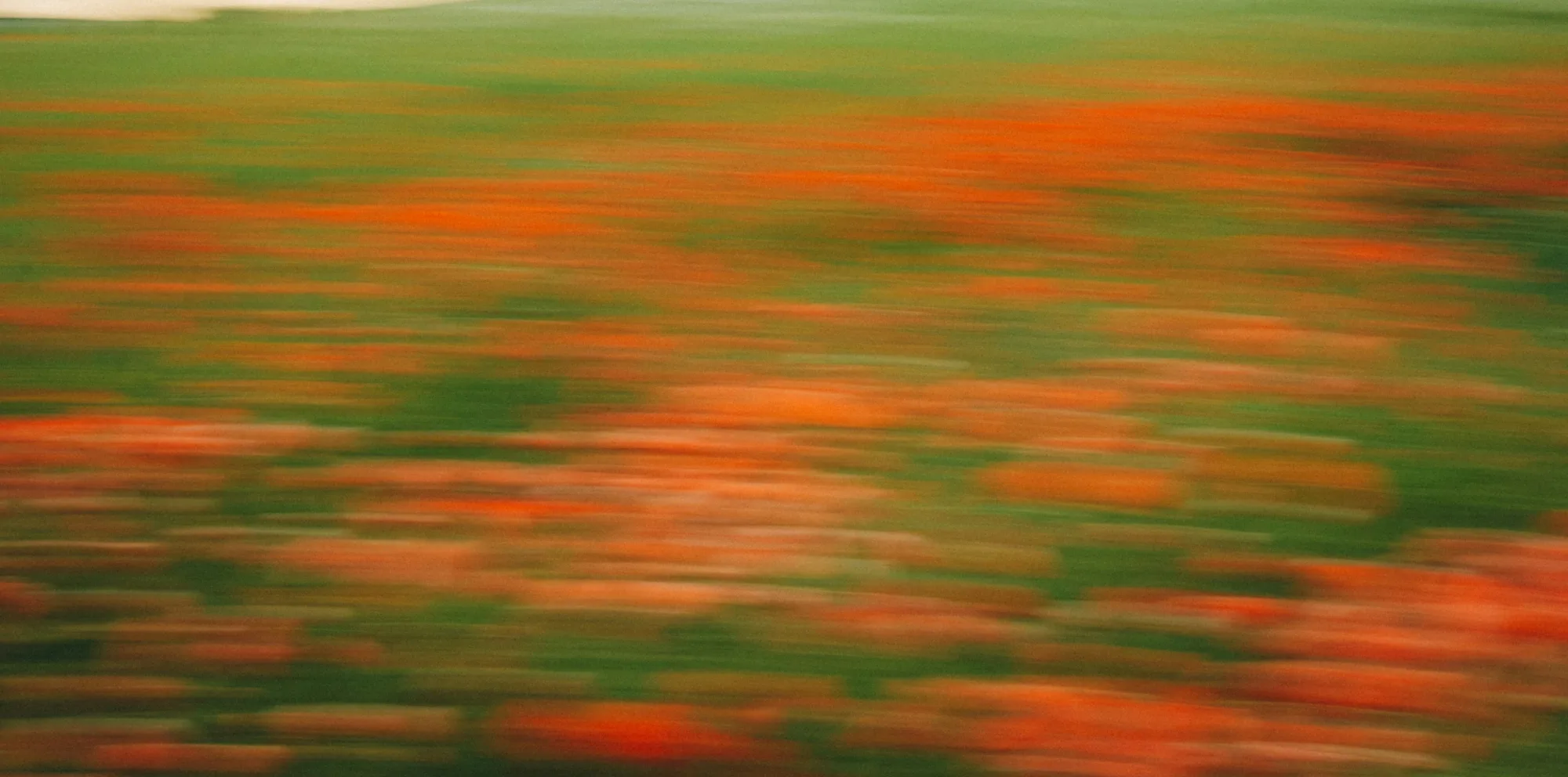 A field of poppies blurred by motion