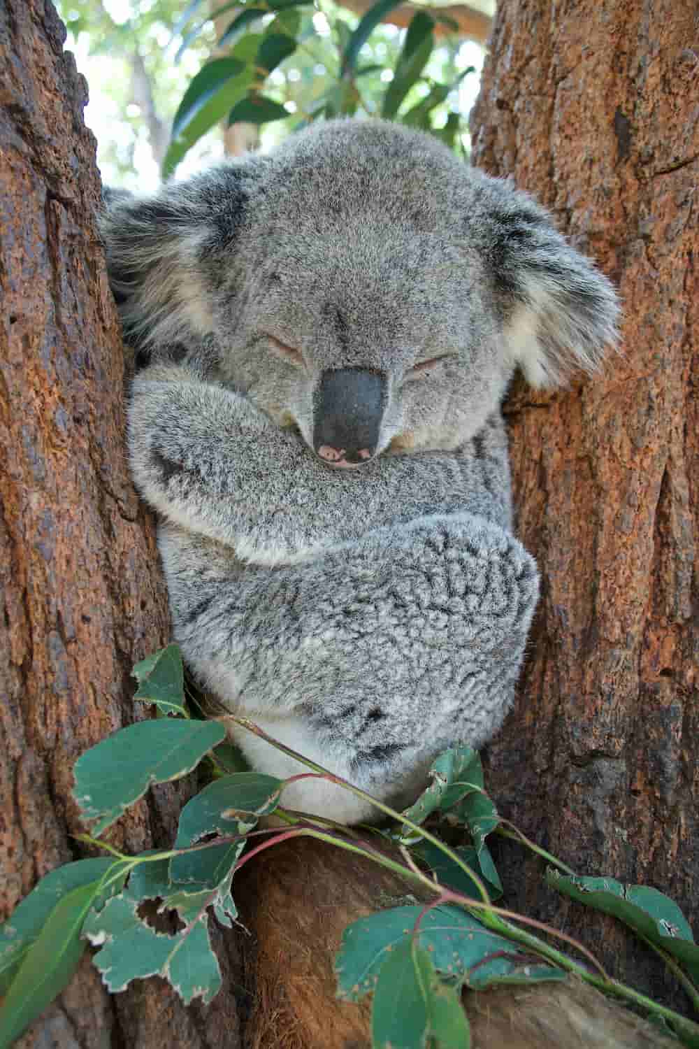A koala sleeping peacefully in the fork of a tree, hugging its body, surrounded by eucalyptus leaves.