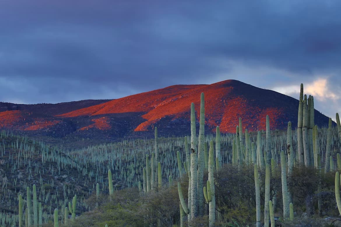 Cactus-filled landscape with a vibrant red mountain under a dramatic, cloudy sky.