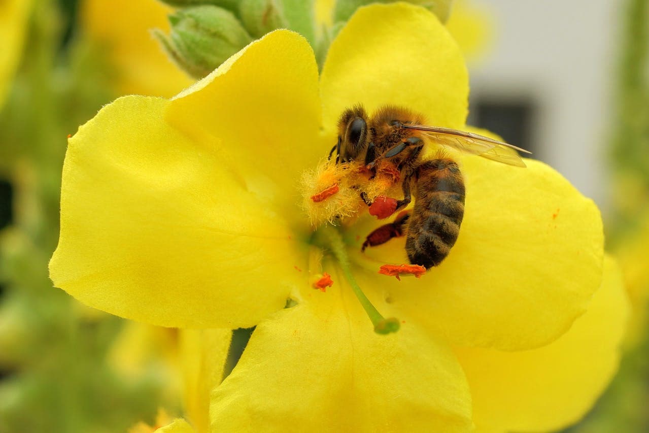 View of a Bee polinating a yellow flower.