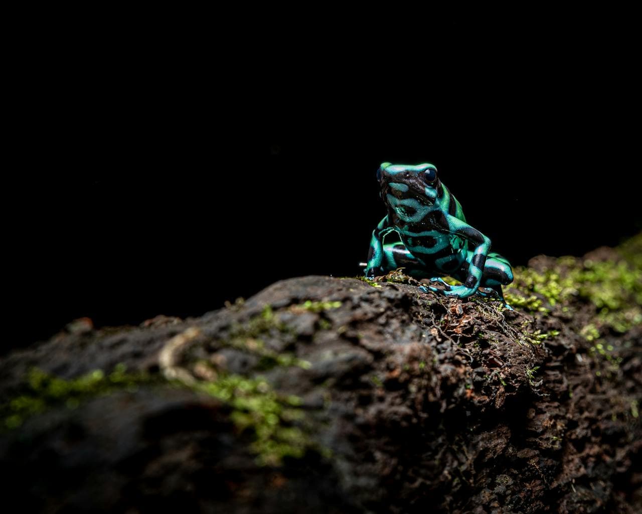 A small, vividly colored frog with turquoise and black markings sits on a mossy, textured log. The background is completely black, highlighting the frog and the details of the log.