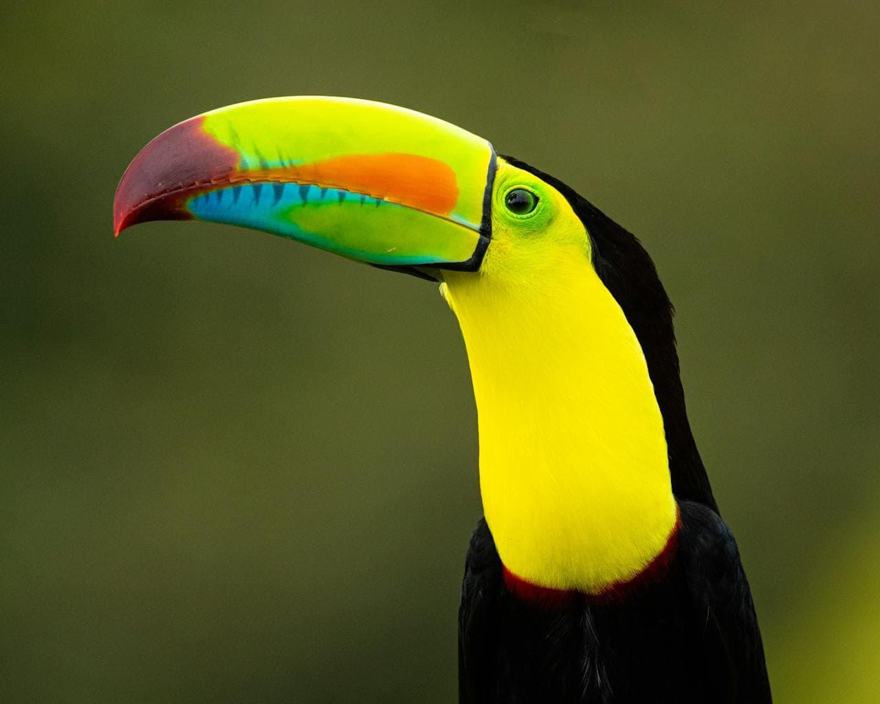 Closeup image of colourful tucan in Costa Rica