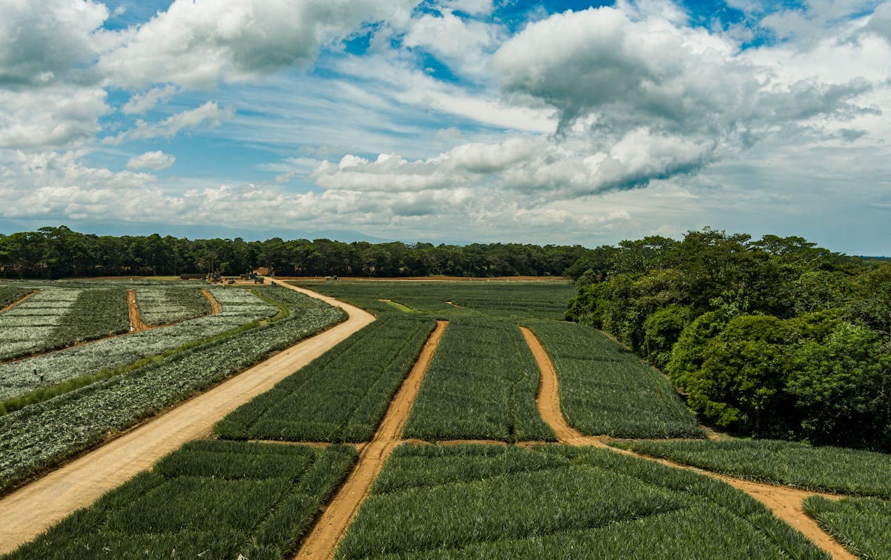 Aerial view of lush green farmland with dirt roads dividing agricultural fields under a partly cloudy sky, bordered by dense forest.