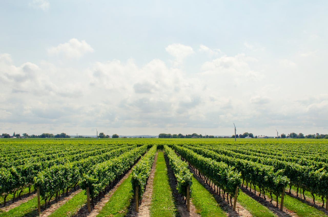 A view of Napoleon's vineyard. View of a very green landscape