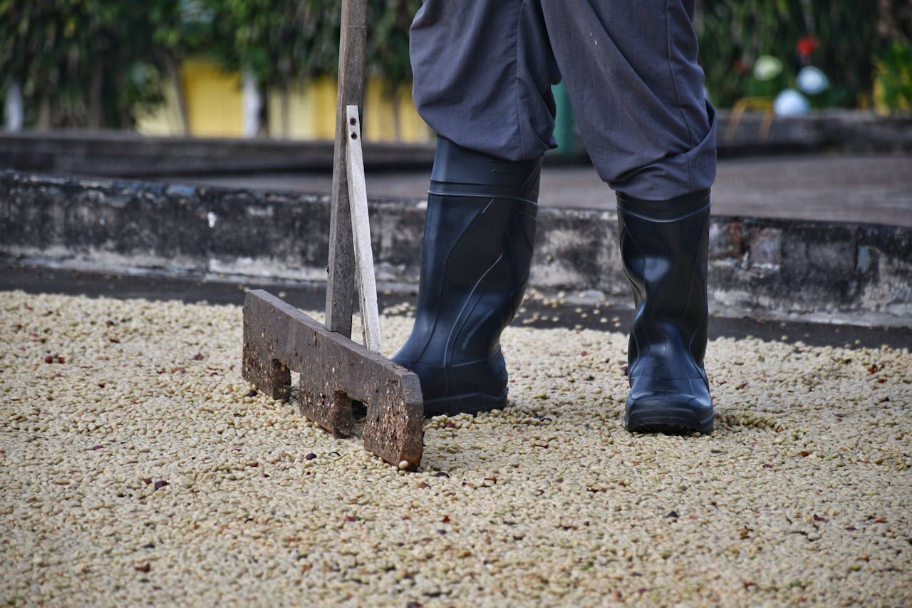 Coffee worker, working on a coffee farm, laying out beans flat out on a surface.