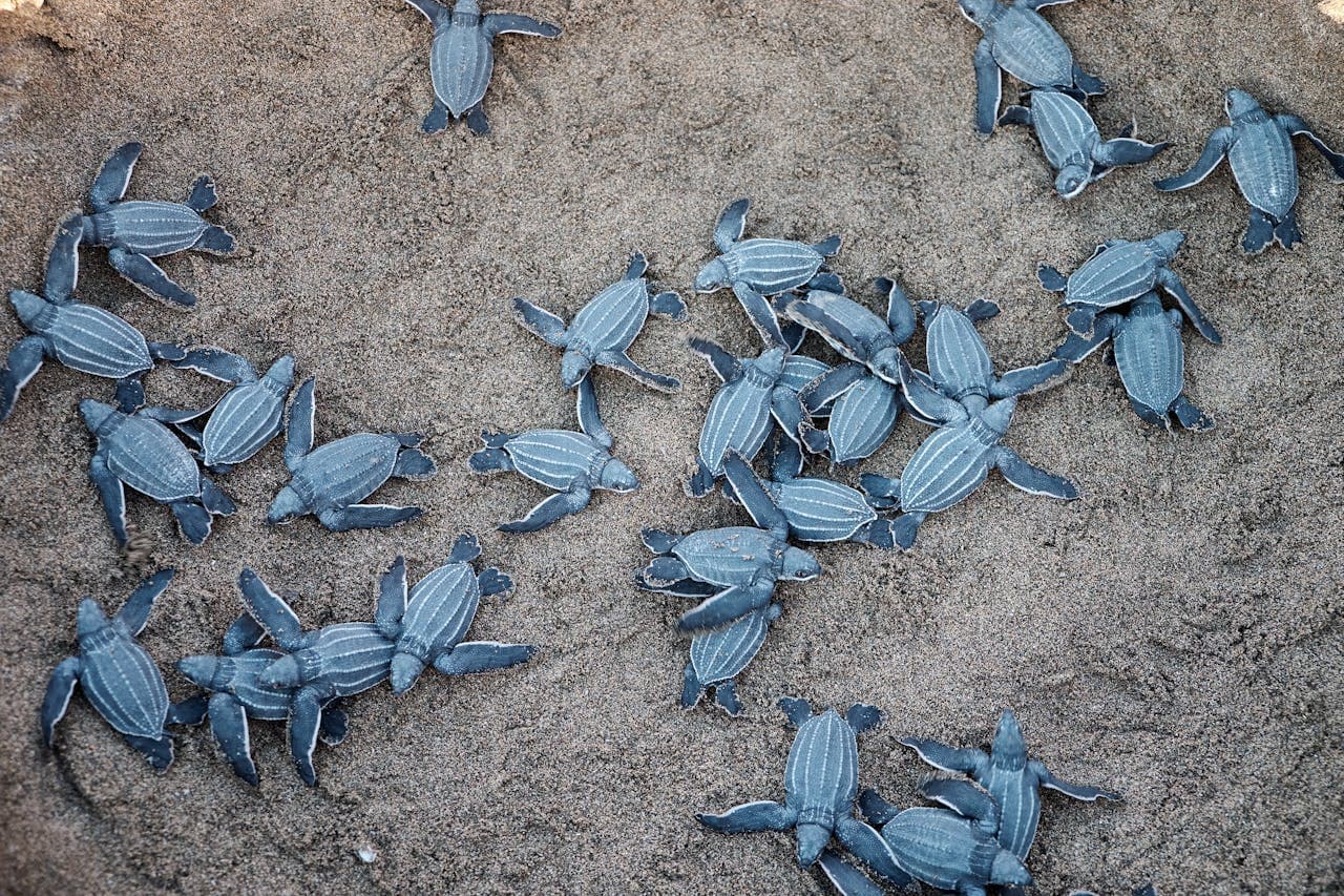 Group of baby sea turtles on sandy beach making their way to the ocean.