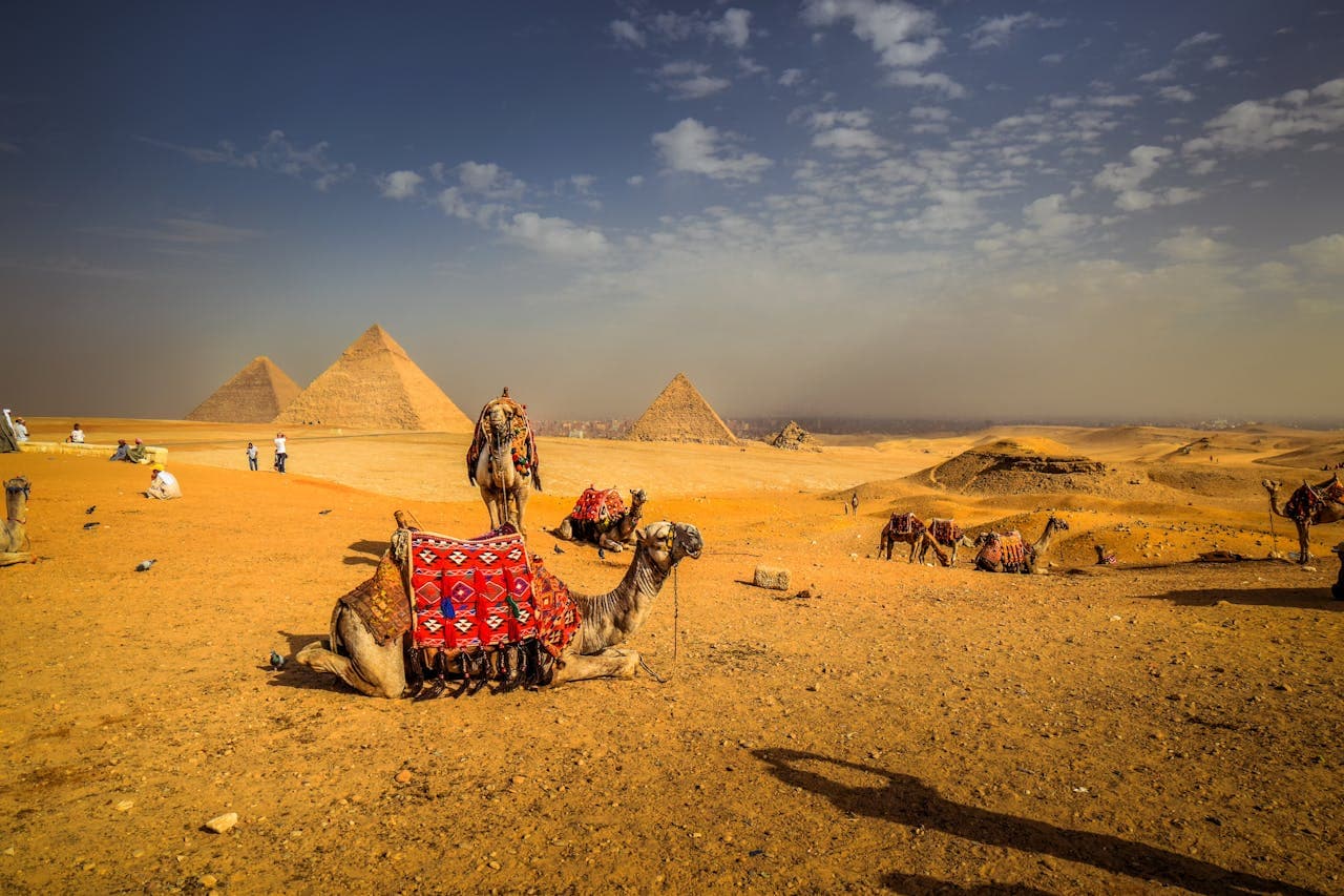 Desert landscape with several camels resting and standing, adorned in colorful patterned blankets. In the background, the iconic pyramids of Giza rise from the sandy expanse under a partly cloudy sky, with a few tourists and distant cityscape visible
