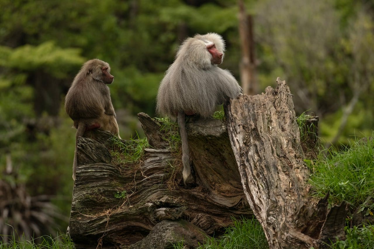 Two baboons sitting on a large fallen tree trunk in a lush forest environment.