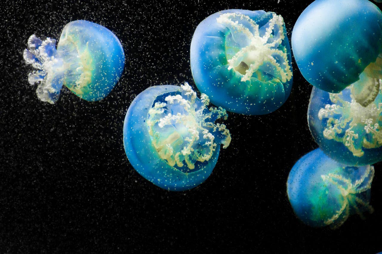 Group of vibrant blue jellyfish swimming in a dark aquarium, highlighting their translucent bodies and delicate tentacles.