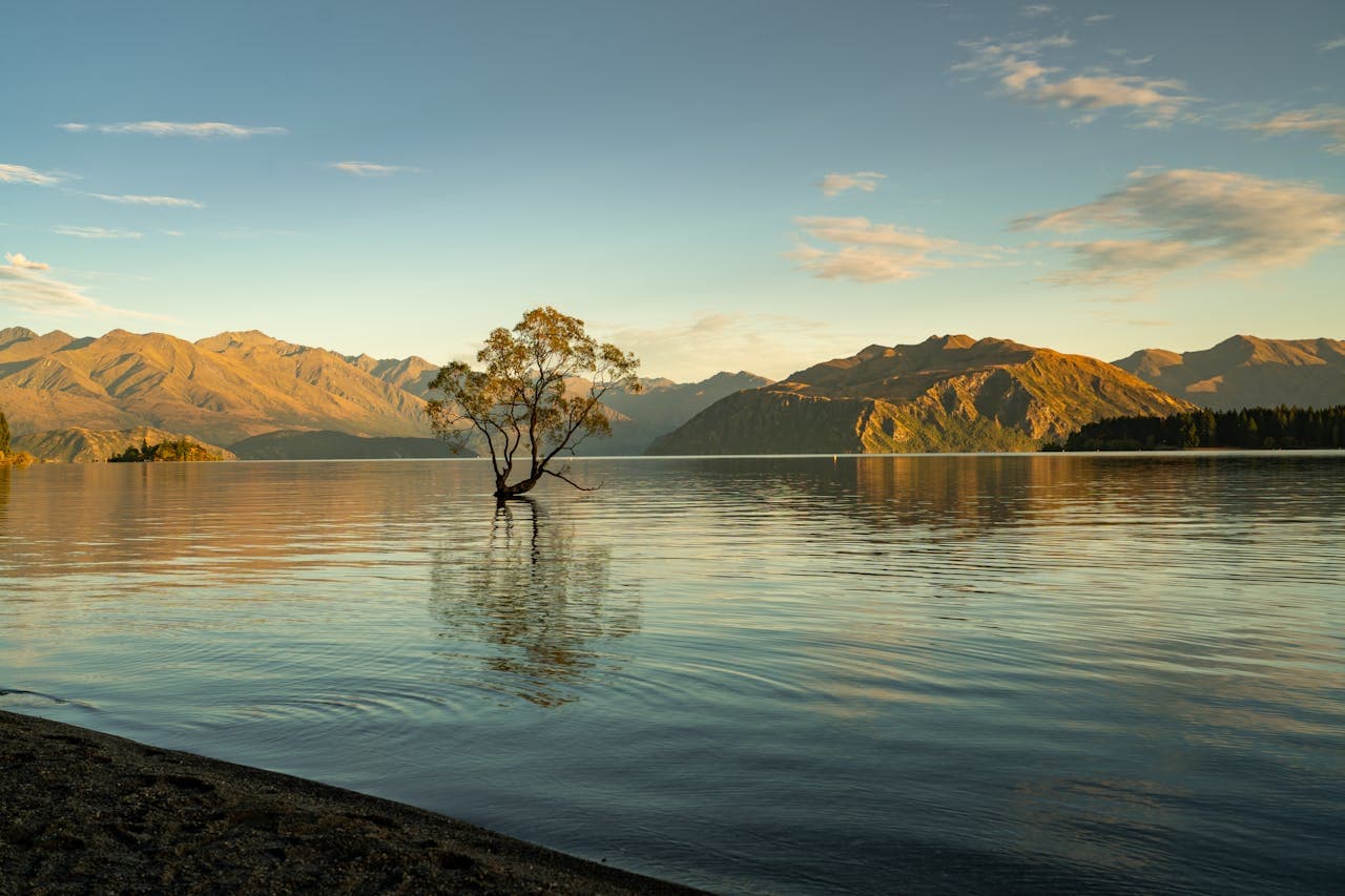 Lone tree in Lake Wanaka with mountain range at sunrise, New Zealand