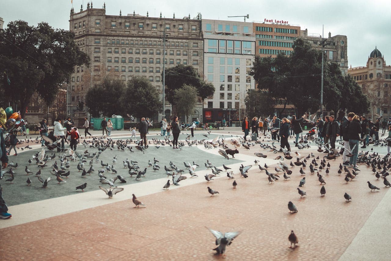 A lively city square in Barcelona, filled with people walking and feeding pigeons, surrounded by trees and historic buildings, capturing the vibrant atmosphere of urban life.