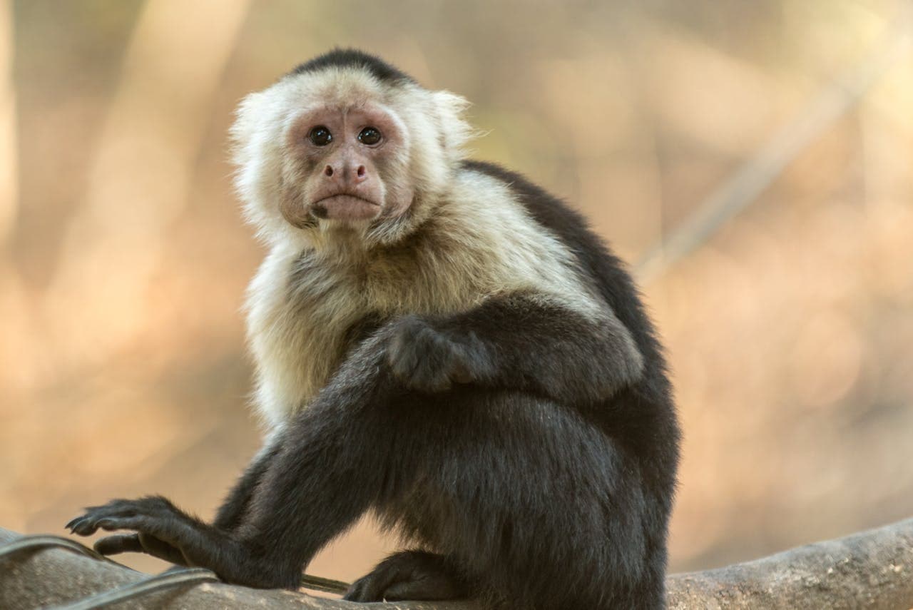 A black and white monkey with a creamy white neck and shoulders sits on a tree branch in a forested area. The monkey's body is turned to the side, and its tail and limbs are visible against a softly blurred background.