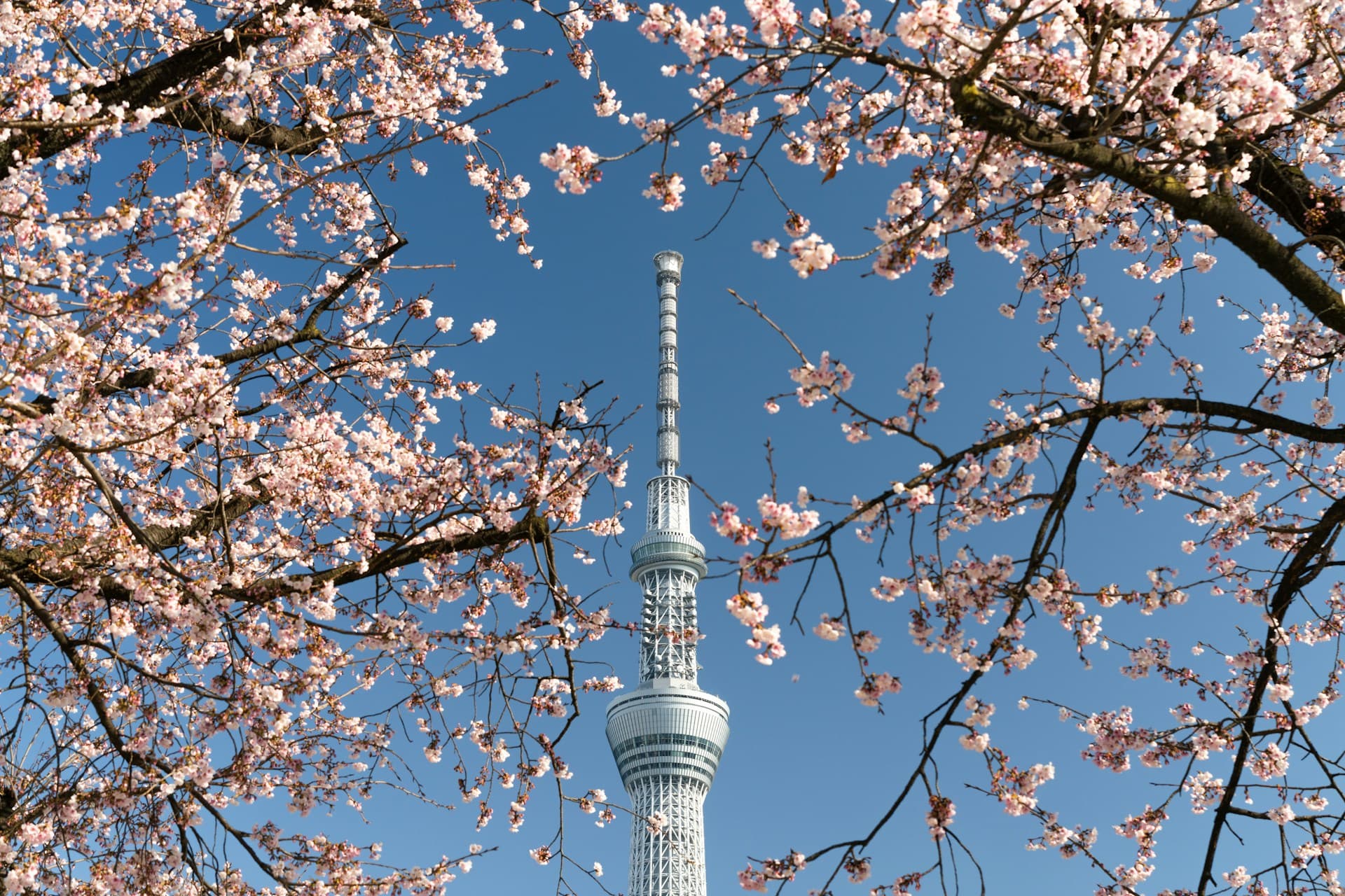 Tokyo Skytree tower framed by pink cherry blossoms against a clear blue sky.