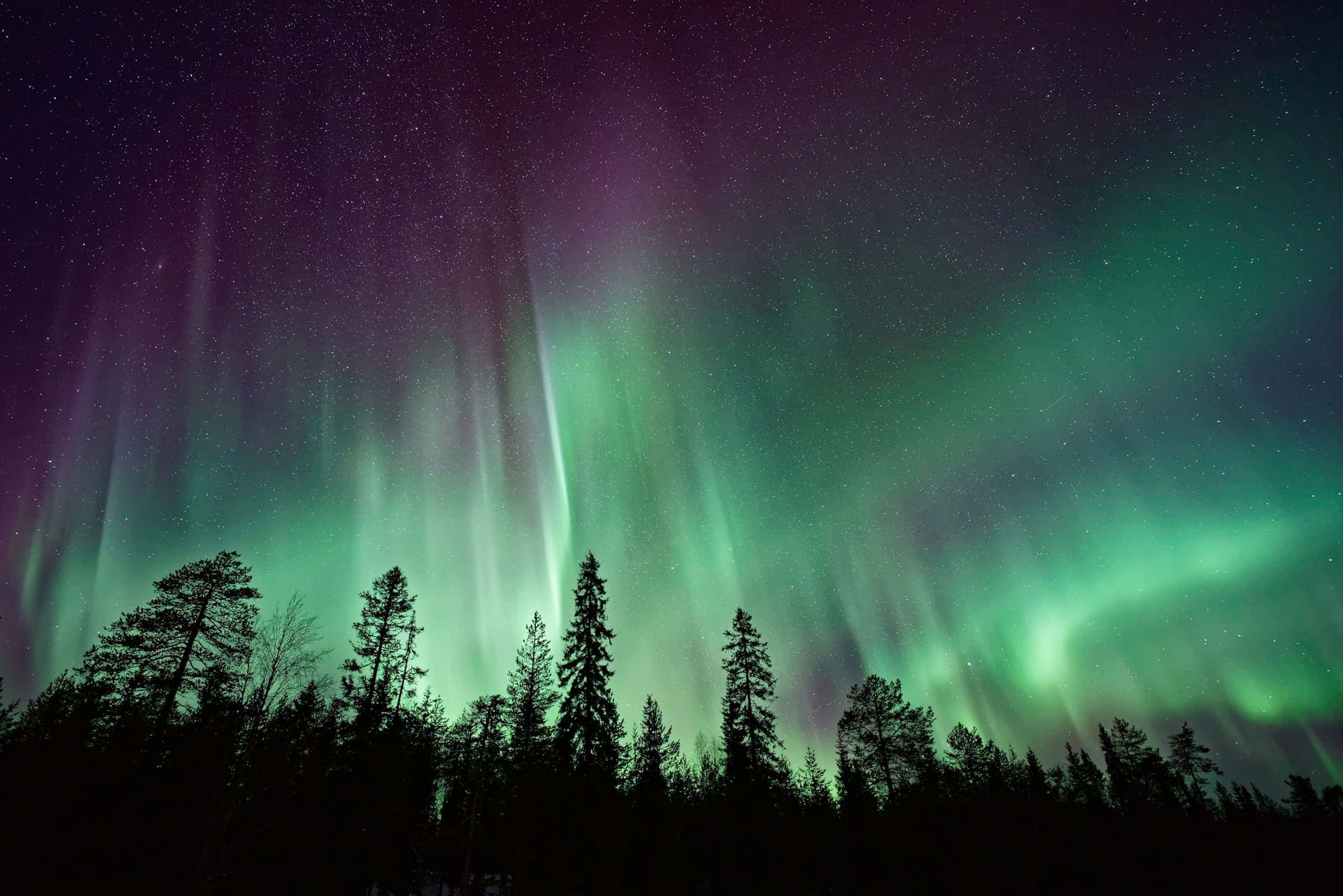 Vivid green and purple northern lights over a forest